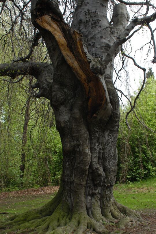 Ortsansicht in Helfenberg