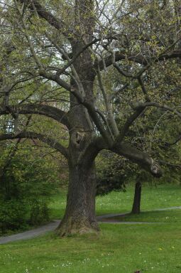 Bild: Ortsansicht in Helfenberg