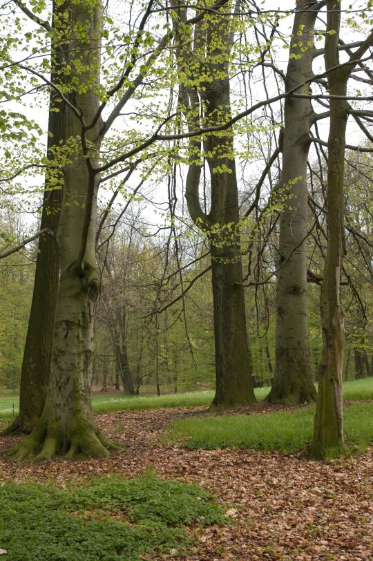 Ortsansicht in Dittersbach