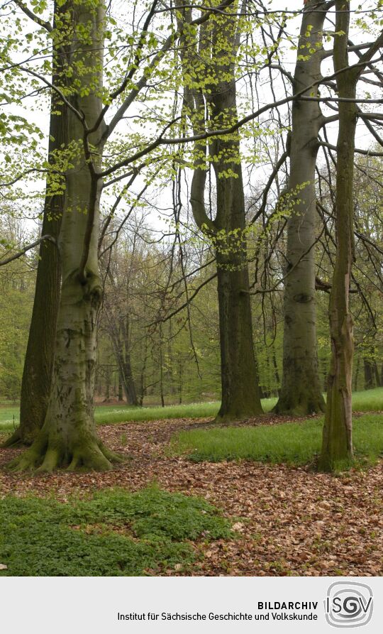 Ortsansicht in Dittersbach