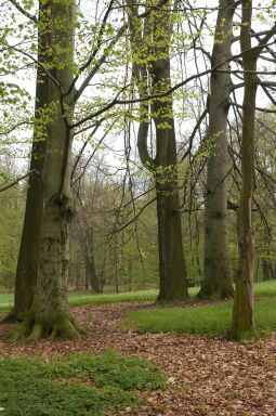 Bild: Ortsansicht in Dittersbach