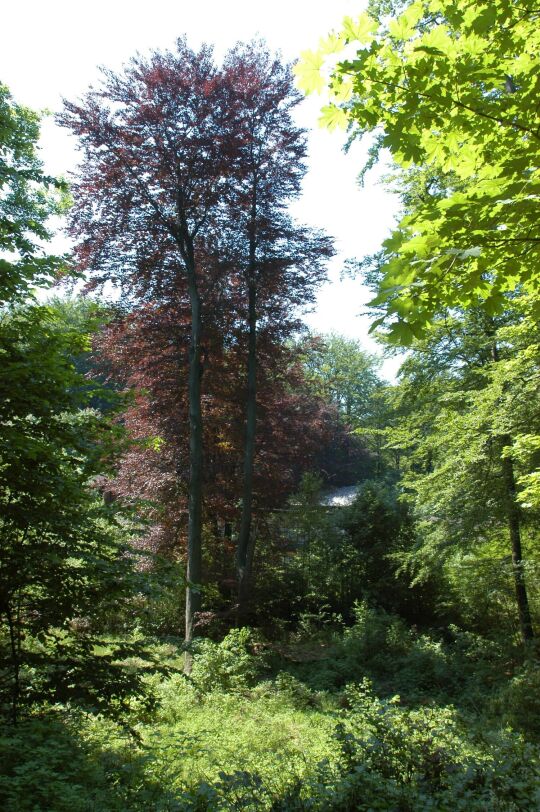 Ortsansicht in Liegau-Augustusbad