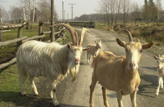 Ortsansicht in Wittichenau