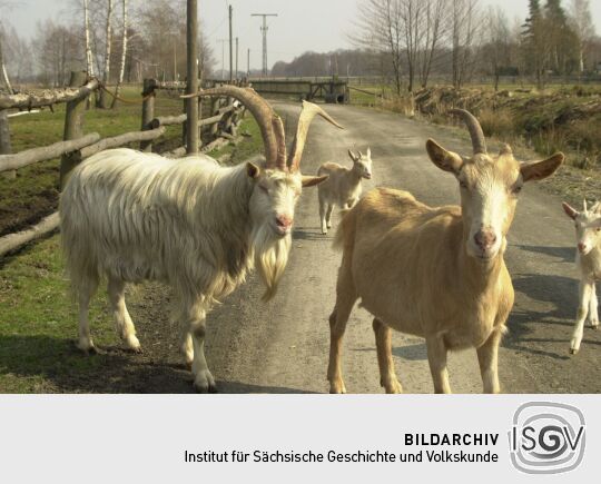 Ortsansicht in Wittichenau