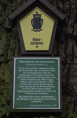 Bild: Landschaftsansicht in der Dresdner Heide