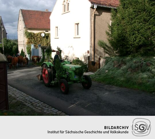 Weideauftrieb in Dresden-Ockerwitz