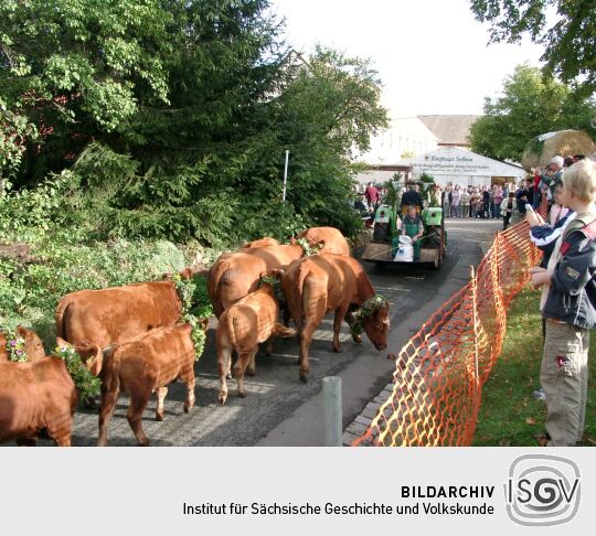 Weideauftrieb in Dresden-Ockerwitz