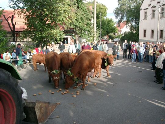 Weideauftrieb in Dresden-Ockerwitz