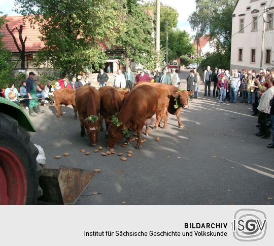 Weideauftrieb in Dresden-Ockerwitz