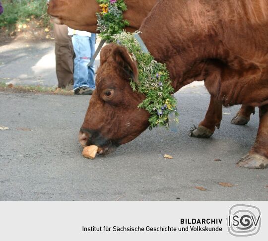 Weideauftrieb in Dresden-Ockerwitz