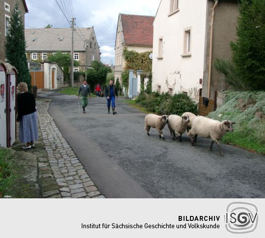 Weideauftrieb in Dresden-Ockerwitz