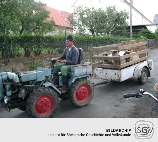 Weideauftrieb in Dresden-Ockerwitz