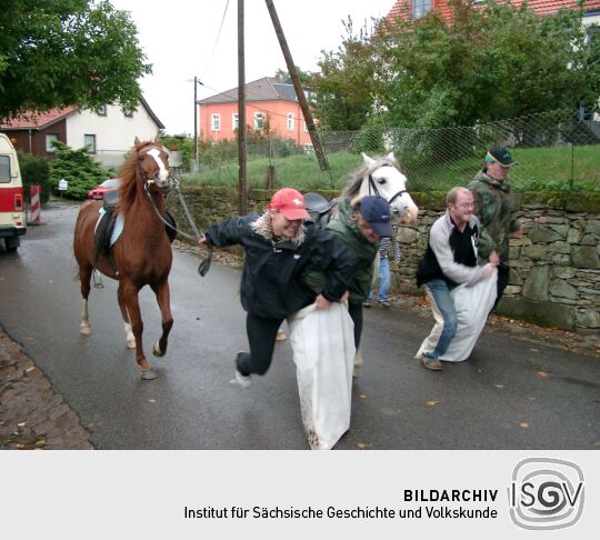 Weideauftrieb in Dresden-Ockerwitz