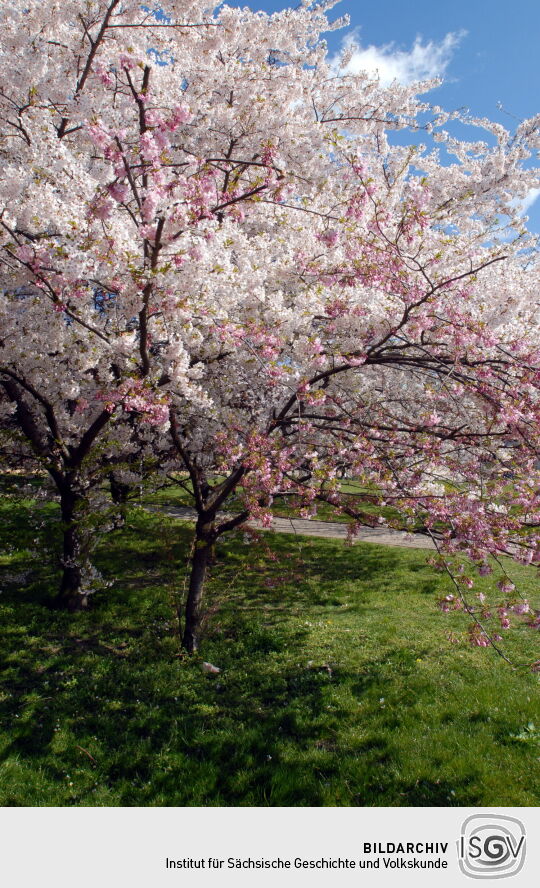 Ortsansicht in Dresden