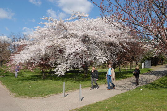 Ortsansicht in Dresden