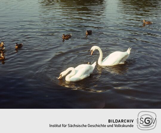 Hafen Loschwitz 1979-1980 (Dresden)