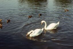 Bild: Hafen Loschwitz 1979-1980 (Dresden)