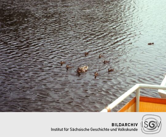 Hafen Loschwitz 1979-1980 (Dresden)
