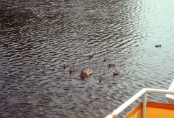 Bild: Hafen Loschwitz 1979-1980 (Dresden)