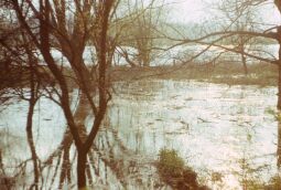 Bild: Weiße Flotte im Hafen 1980 (Dresden)
