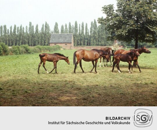 Urlaub Elster, Torgau 1980