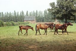 Bild: Urlaub Elster, Torgau 1980