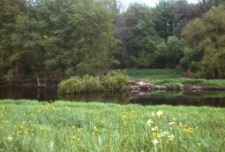 Bild: Anlegen Inselarm Pillnitz 1981