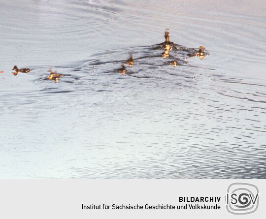 Urlaub Postelwitz 1982