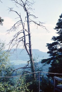 Bild: Urlaub Postelwitz 1982