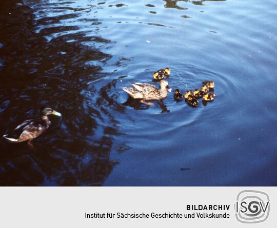 Urlaub Postelwitz 1982