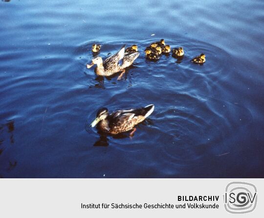 Urlaub Postelwitz 1982