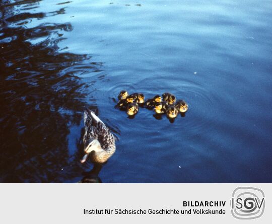 Urlaub Postelwitz 1982