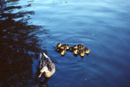 Bild: Urlaub Postelwitz 1982