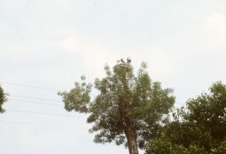 Bild: 1988 Urlaub Elbe-Havelfahrt