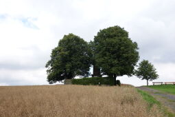 Aussichtspunkt auf der Hohburkersdorfer Höhe