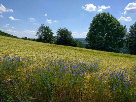 Felder am Weg zum ehemaliger Basaltsteinbruch am Wilisch bei Glashütte