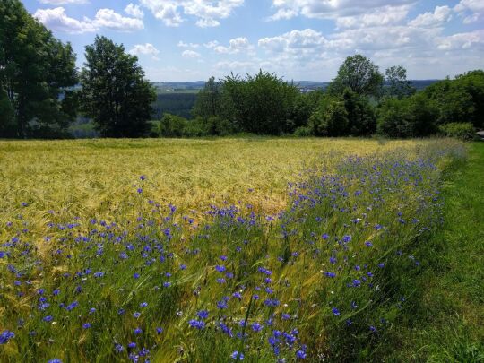 Felder am Weg zum ehemaliger Basaltsteinbruch am Wilisch bei Glashütte