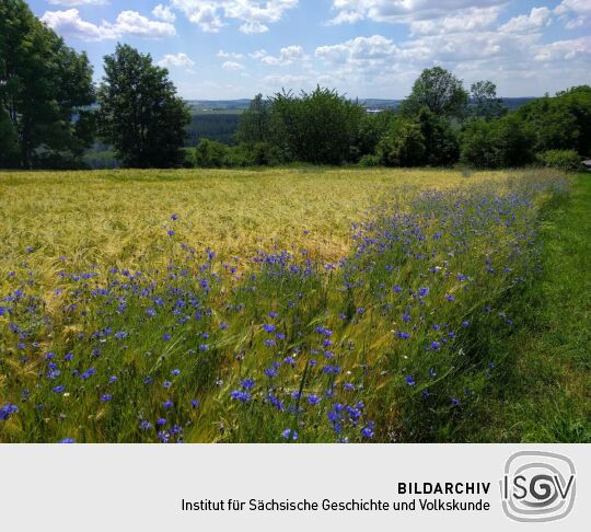 Felder am Weg zum ehemaliger Basaltsteinbruch am Wilisch bei Glashütte