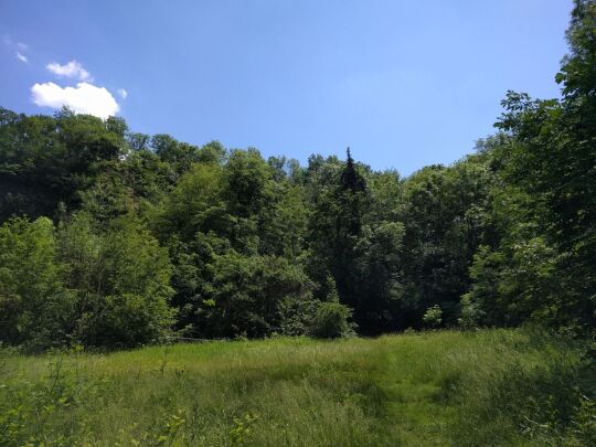 Ehemaliger Basaltsteinbruch am Wilisch bei Glashütte