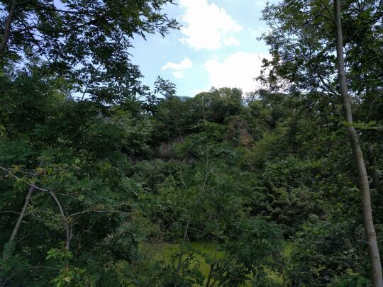 Ehemaliger Basaltsteinbruch am Wilisch bei Glashütte