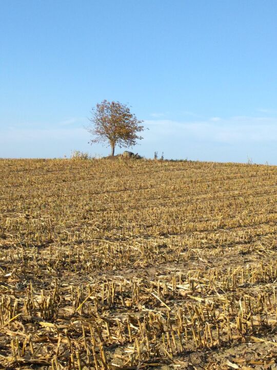 Der Standort des Schaugerüsts am Russen bei Bernstadt auf dem Eigen.