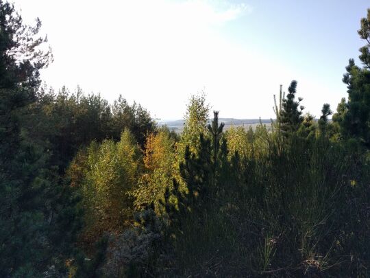 Der zugewachsene Ausblick vom Aussichtspunkt Oberlausitzblick am Osthang der Neuberzdorfer Höhe.