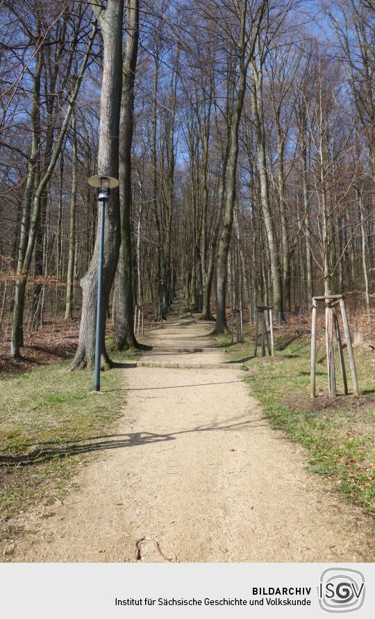 An der historischen Lindenallee, dem Aufgang zur Landeskrone bei Görlitz.