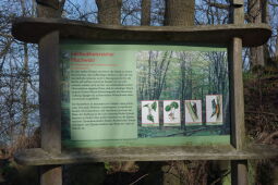 Infotafel an der historischen Lindenallee, dem Aufgang zur Landeskrone bei Görlitz.