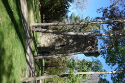 Der ehemalige Aussichtsturm im Stadtpark Wurzen.