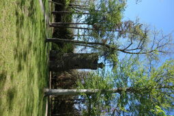 Der ehemalige Aussichtsturm im Stadtpark Wurzen.