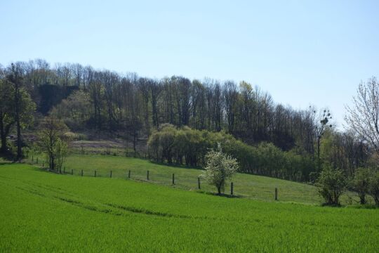 Der Wilisch bei Glashütte-Hermsdorf.