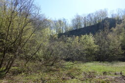 Blick auf die Abbruchkante im ehemaligen Steinbruch am Wilisch bei Glashütte-Hermsdorf (nördlicher Teil).