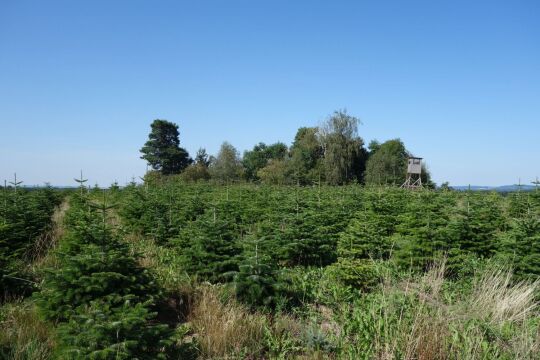 Blick zur Bergener Höhe.