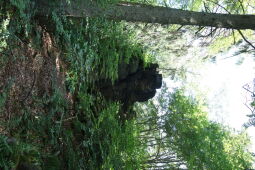 Der ehemalige Aussichtspunkt Bruchbergfelsen.